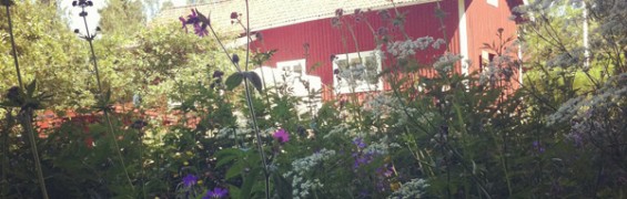 blommor_mångfald_beskuren
